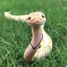 a snake with a heart on it's back sitting in the middle of some grass