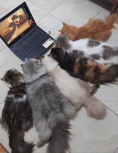 four cats playing with a laptop on the floor