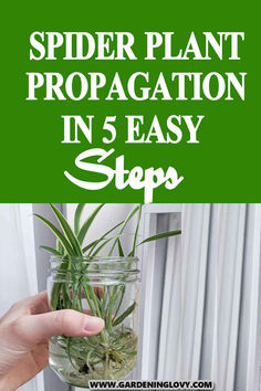 a person holding a plant in a jar with text overlay that reads propagating spider plant in water