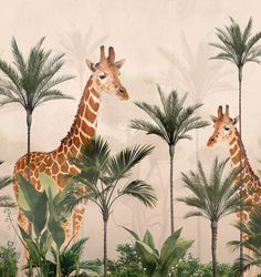 two giraffes standing next to each other in front of some palm trees