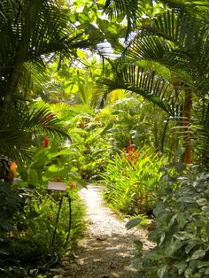 a path through the jungle with lots of trees and plants on either side of it