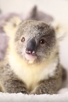 a small koala sitting on top of a blanket