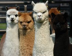 five llamas standing in a row with their heads turned to the side and one is looking at the camera