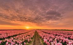 the sun is setting over a field full of pink flowers