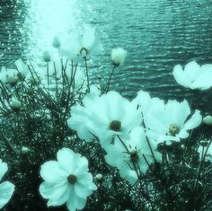 some white flowers are by the water