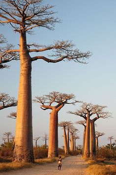 a person walking down a dirt road next to tall bao trees on either side of the road