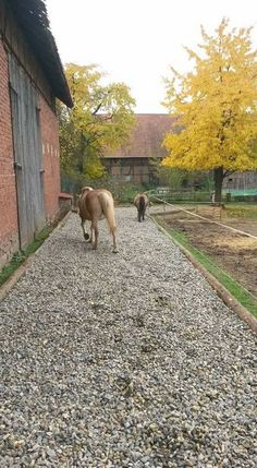 two horses walking down a gravel path next to a building and trees with yellow leaves