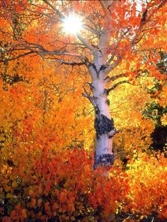 the sun shines brightly through an autumn forest filled with colorful trees and leaves,