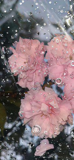 some pink flowers are in the water and it's raindrops on them