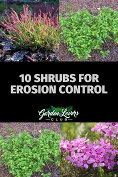 the top 10 shrubs for erosion control in front of purple flowers and green foliage