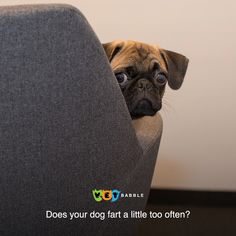 a pug dog peeking out from behind a grey couch with the caption does your dog fart a little too often?