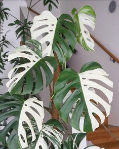 a plant with white leaves in a room