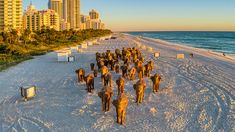 a group of elephants standing on top of a sandy beach next to the ocean with tall buildings in the background