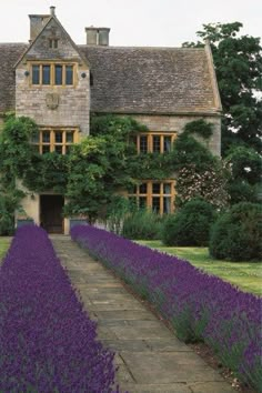 an old house with lavender flowers in the foreground and a path leading to it