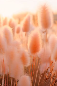 there are many fluffy pink flowers in the field