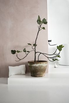 a potted plant sitting on top of a white table next to a pillow and wall