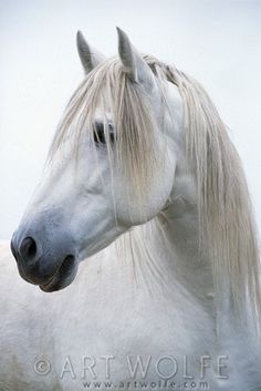 a white horse with long manes standing next to each other and looking at the camera