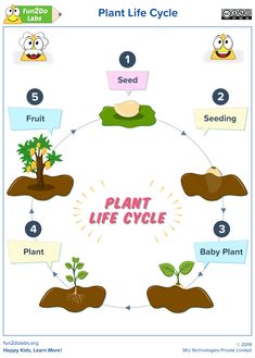 the plant life cycle is shown in this diagram