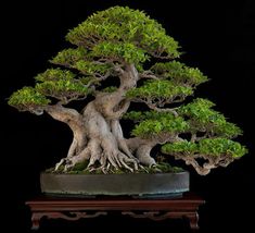 a bonsai tree is displayed on a table in front of a black background,