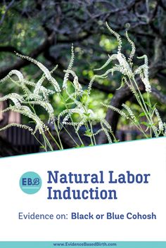 an image of the natural labor induction evidence on black or blue cohosh