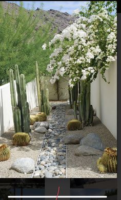 a garden with cactus trees and rocks in the foreground, surrounded by white flowers