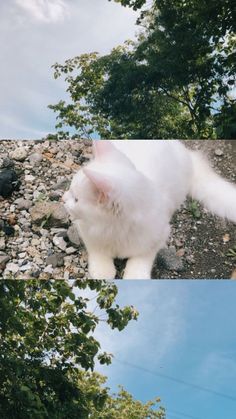 a white cat standing on top of a gravel road next to trees and rocks with the sky in the background