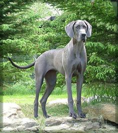 a large gray dog standing on top of a rock next to a forest filled with trees