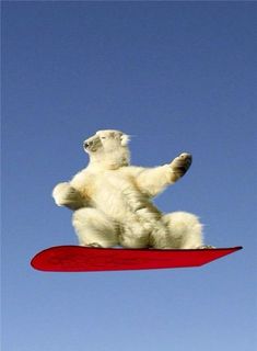 a polar bear on a snowboard in the air with it's paws out