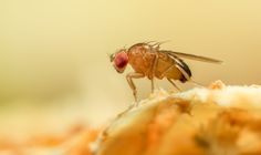 a fruit fly sitting on top of a piece of fruit with it's eyes closed