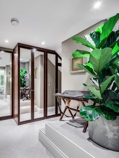 a large plant is in the middle of a room with mirrors on the walls and doors