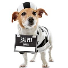 a dog dressed in jail clothes holding a sign