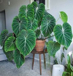 a large green plant sitting on top of a wooden table next to a potted plant