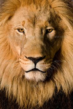 a close up of a lion's face and mane