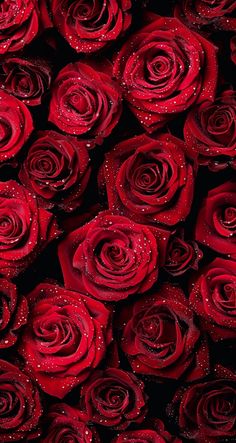 many red roses with water droplets on them