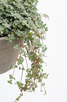 a potted plant with small green leaves