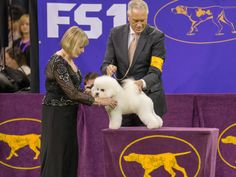 a woman holding a white dog on top of a purple table next to a man in a suit