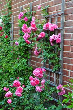 pink roses growing on the side of a brick wall next to a garden trellis