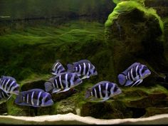 several black and white striped fish in an aquarium