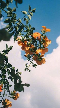 yellow flowers are blooming on a tree branch against a blue sky with white clouds