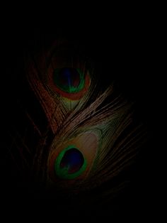 two peacock feathers are glowing in the dark