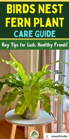 "Birds Nest Fern, Fern Care, Indoor Plants, Houseplant Care, Plant 
Parenting, Gardening Tips, Plant Care Tips, Indoor Gardening, Ferns, Plant 
Care, Greenery, Plant Care Guide, Care Instructions, Home Plant Care, Plant 
Care Routine, Plant Care Tips for Beginners." Bird Nest Fern Indoor, Bird Nest Fern Care, Birds Nest Fern Care, Indoor Plants Pet Friendly, Birds Nest Fern, Pet Friendly House Plants, Plant Parenthood, Fern Care