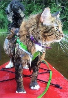 a cat standing on top of a red kayak