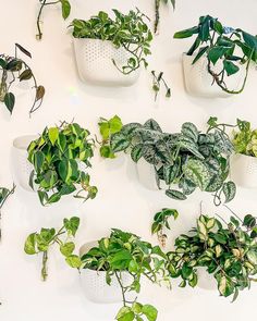 many different types of plants are arranged on the wall