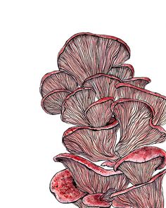 an ink drawing of some red flowers on a white background