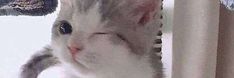 a white cat looking out the window with its head sticking out from behind a curtain