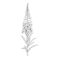 a drawing of a flower on a white background