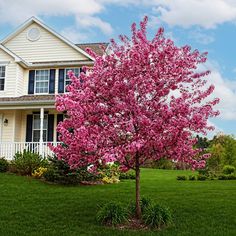 a pink tree in front of a white house with green grass and trees around it