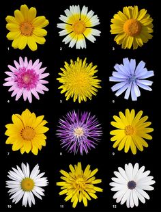 different types of flowers are shown in this image