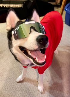 a dog wearing sunglasses and a red shirt