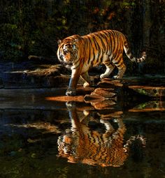 a tiger walking across a body of water near trees and rocks with its reflection in the water